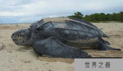 ​世界上最大的乌龟：棱皮龟（长度2.7米/重量916公斤）